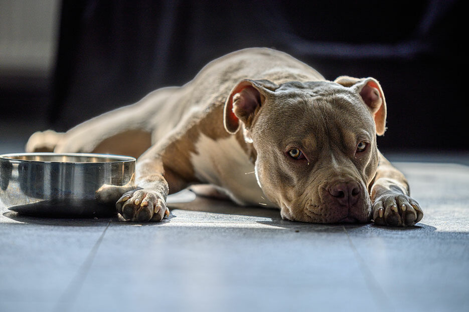 Hund liegt neben Napf, schaut antriebslos