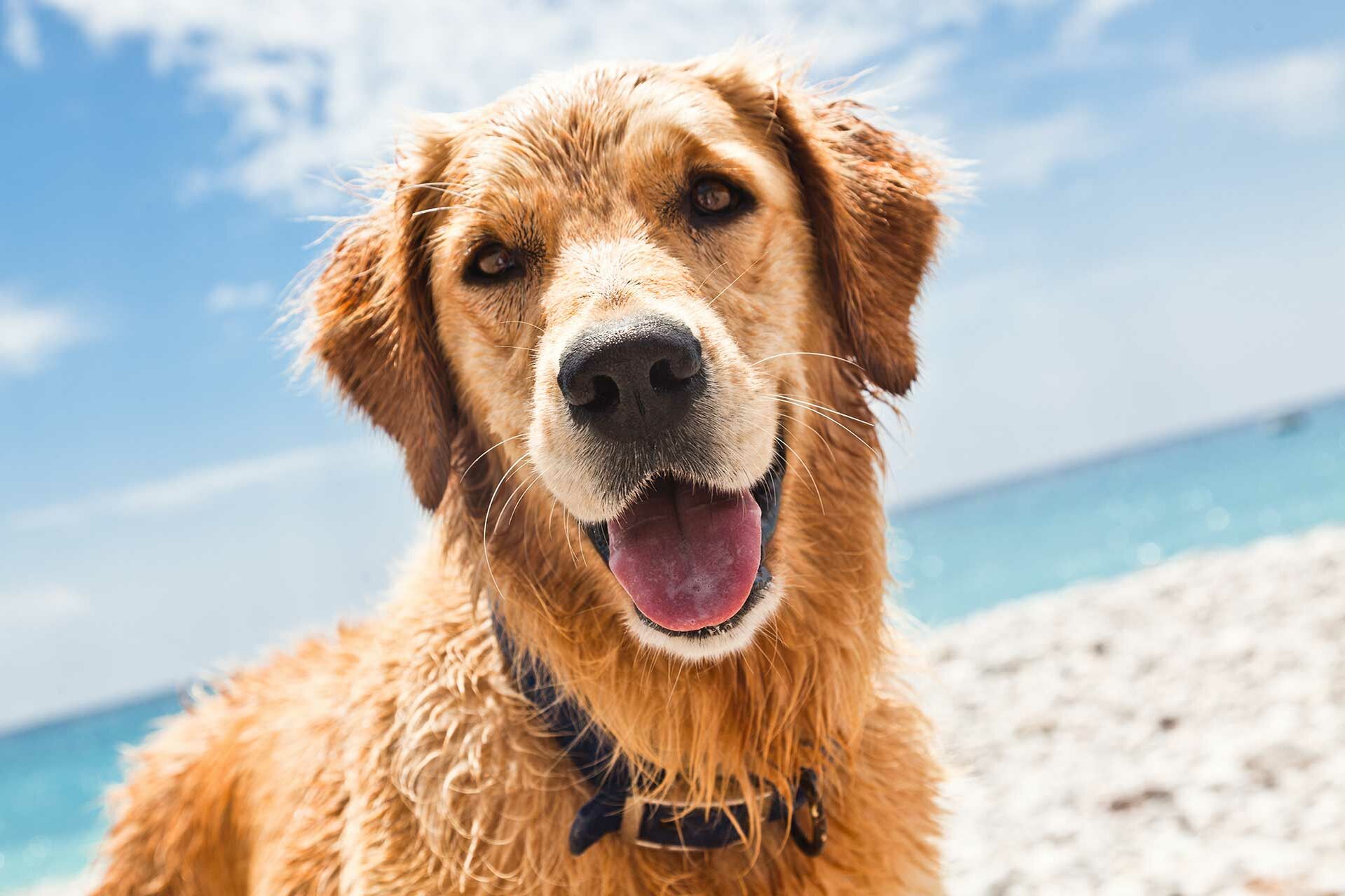 Am Hundestrand an der Nord- und Ostsee