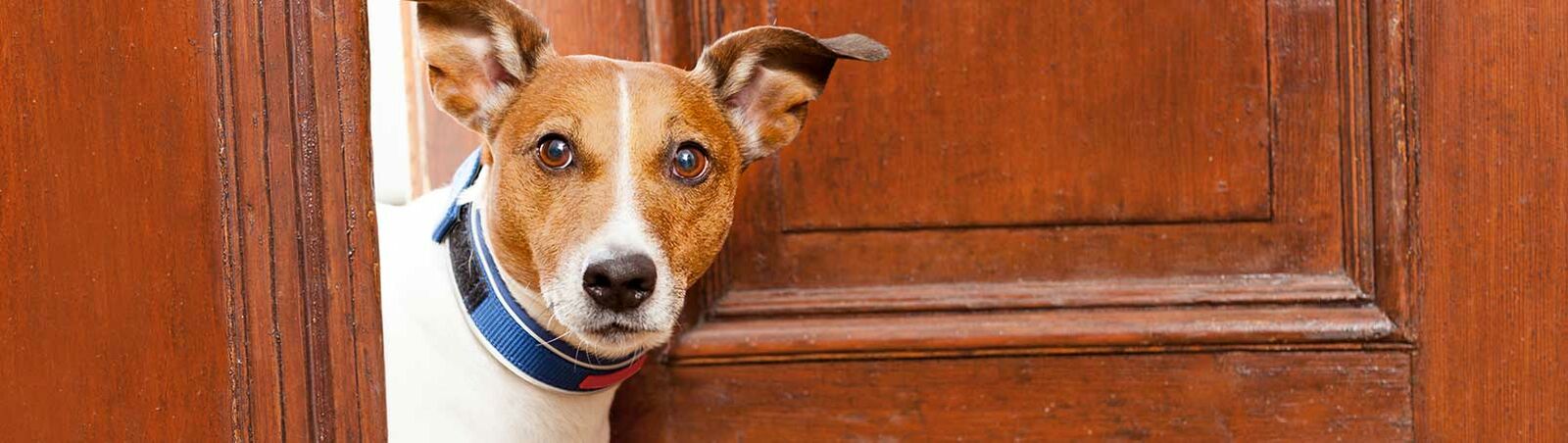 Ein Jack-Russel-Terrier streckt den Kopf zur Tür herein. 