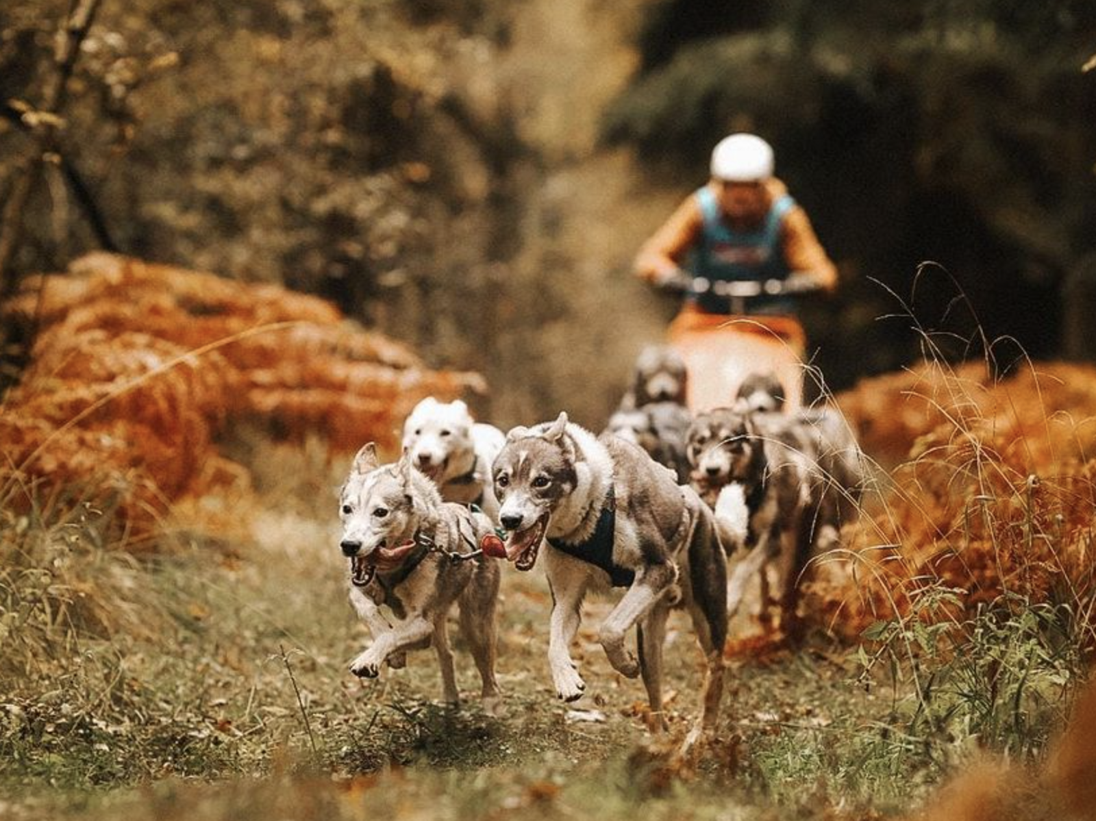 Musher Tino mit seinen Schlittenhunden in Aktion