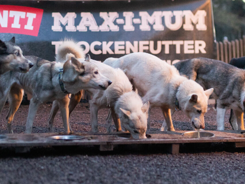 Das Hundefutter für echte Power