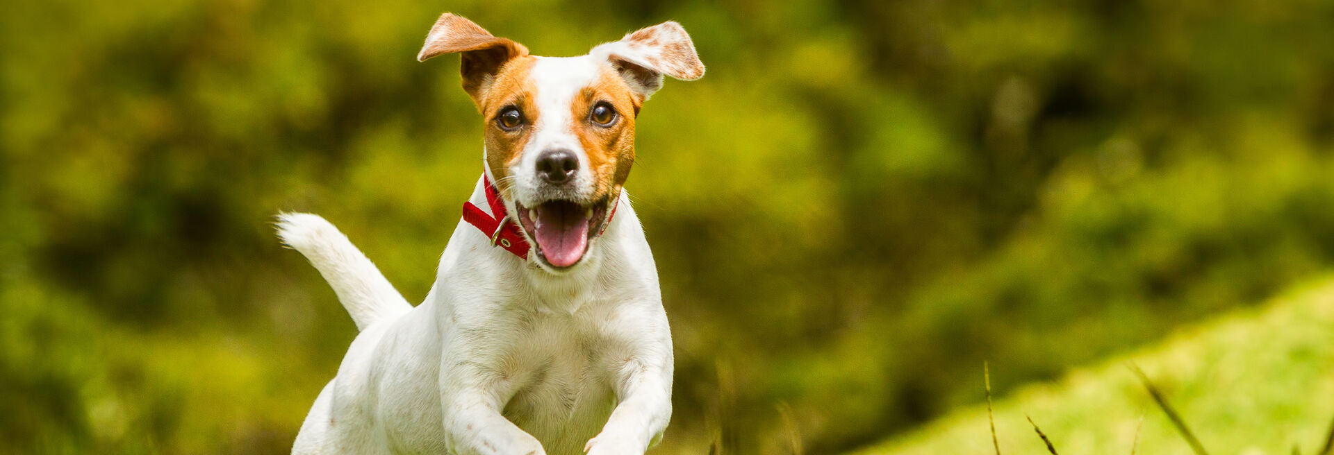 Ein Hund hüpft über eine Wiese