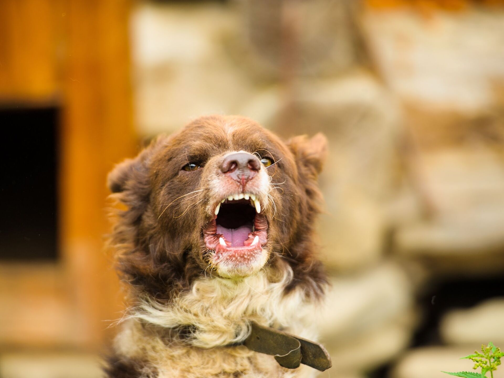 Unterschätzte Gefahr: Tollwut beim Hund
