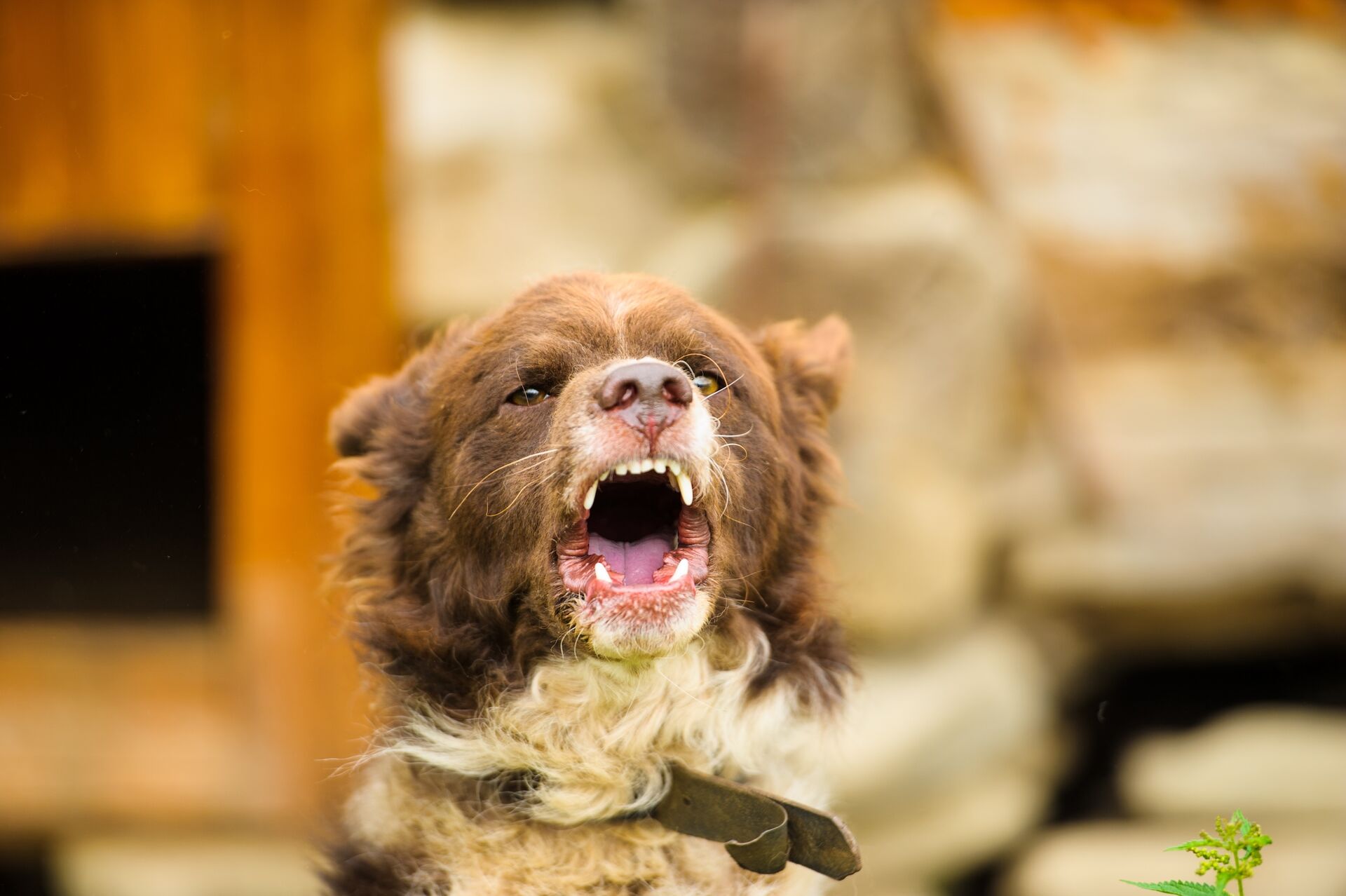 Ein wütender Hund, der bellt