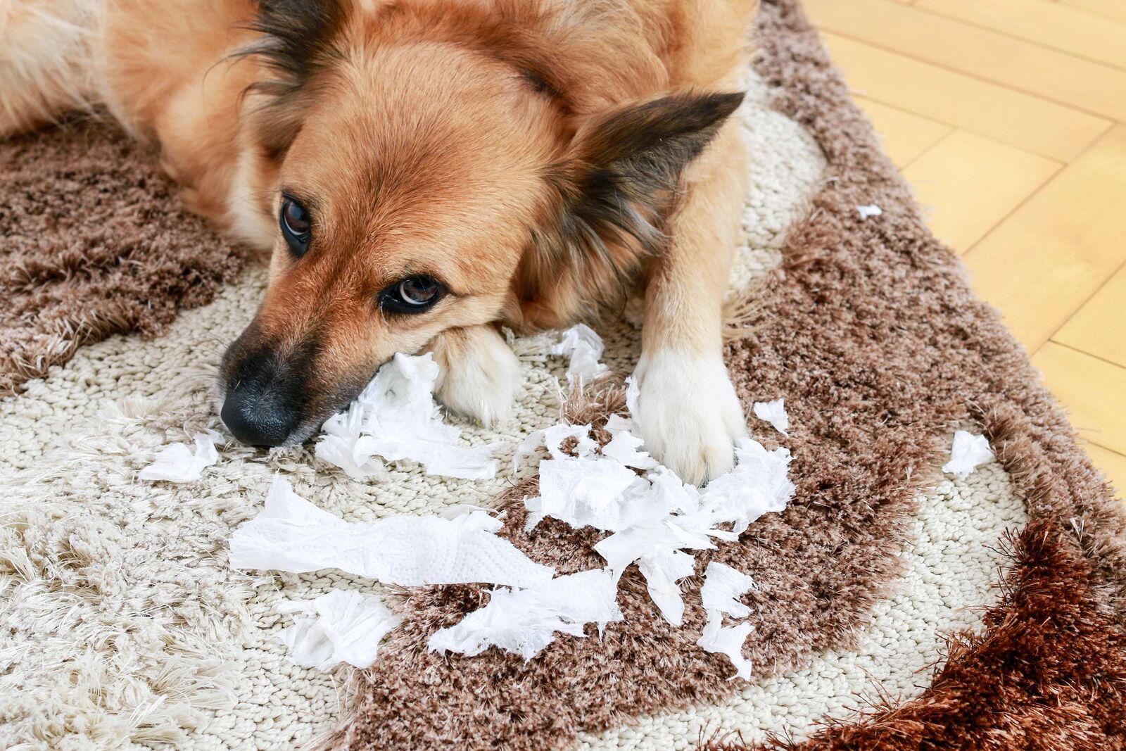 Ein Hund liegt auf einem Teppich inmitten zerrissener Papierschnipsel.