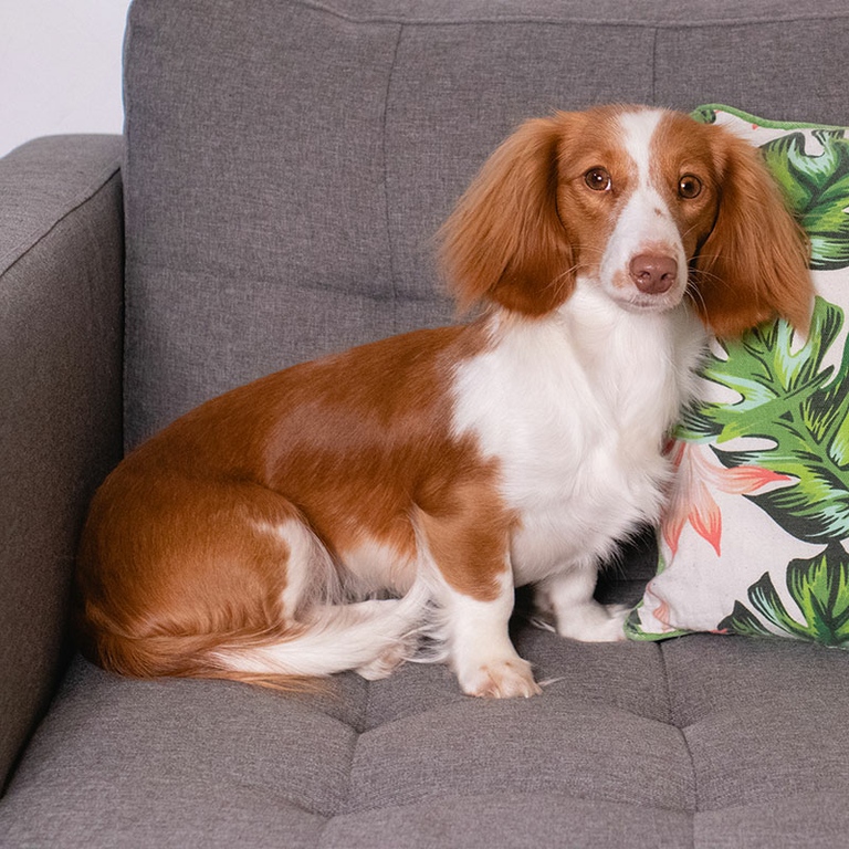  Dackelwelpe Ciri sitzt neben einem Kissen auf dem Sofa.