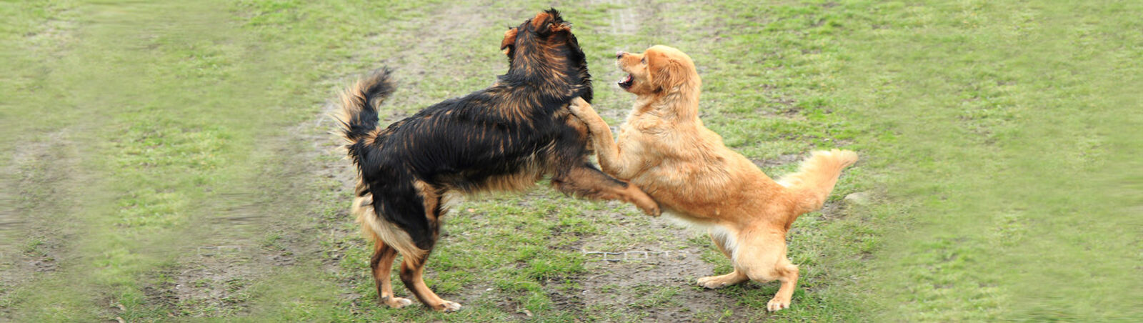 Zwei Hunde spielen wild miteinander.