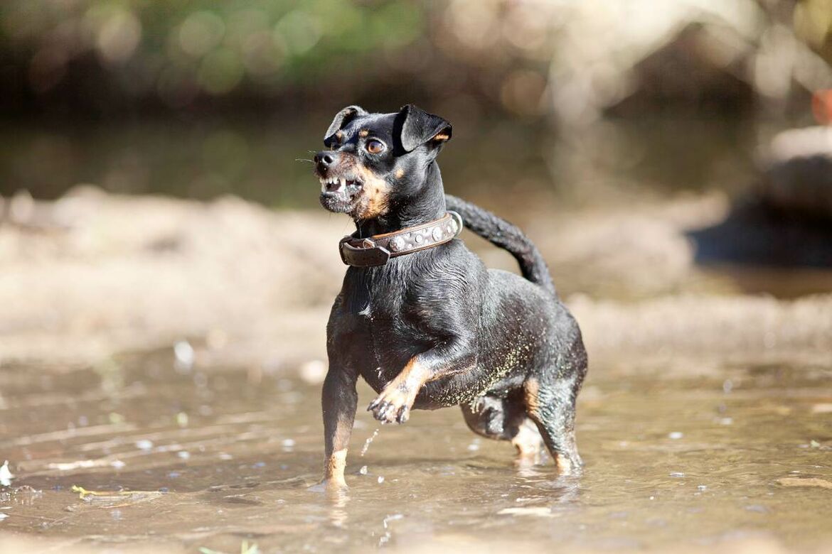 Ein Hund fletscht die Zähne und läuft dabei durch eine Pfütze.