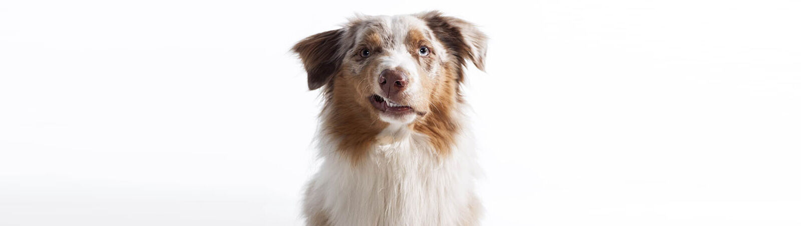 Ein Hund schaut mit einer hochgezogenen Lefzenseite in die Kamera.