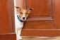 Ein Jack-Russel-Terrier streckt den Kopf zur Tür herein. 