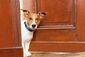 Ein Jack-Russel-Terrier streckt den Kopf zur Tür herein.