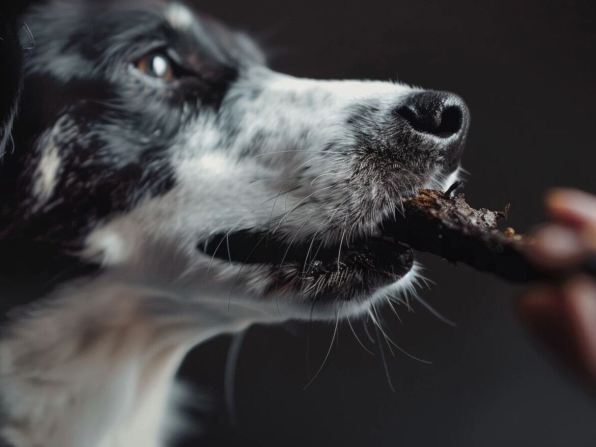 Pansen für den Hund – Wirkung und Vorteile