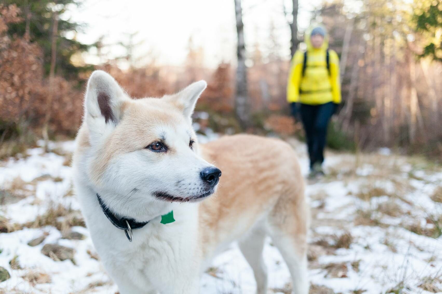 Hund im Schnee, im Hintergrund geht der Halter.