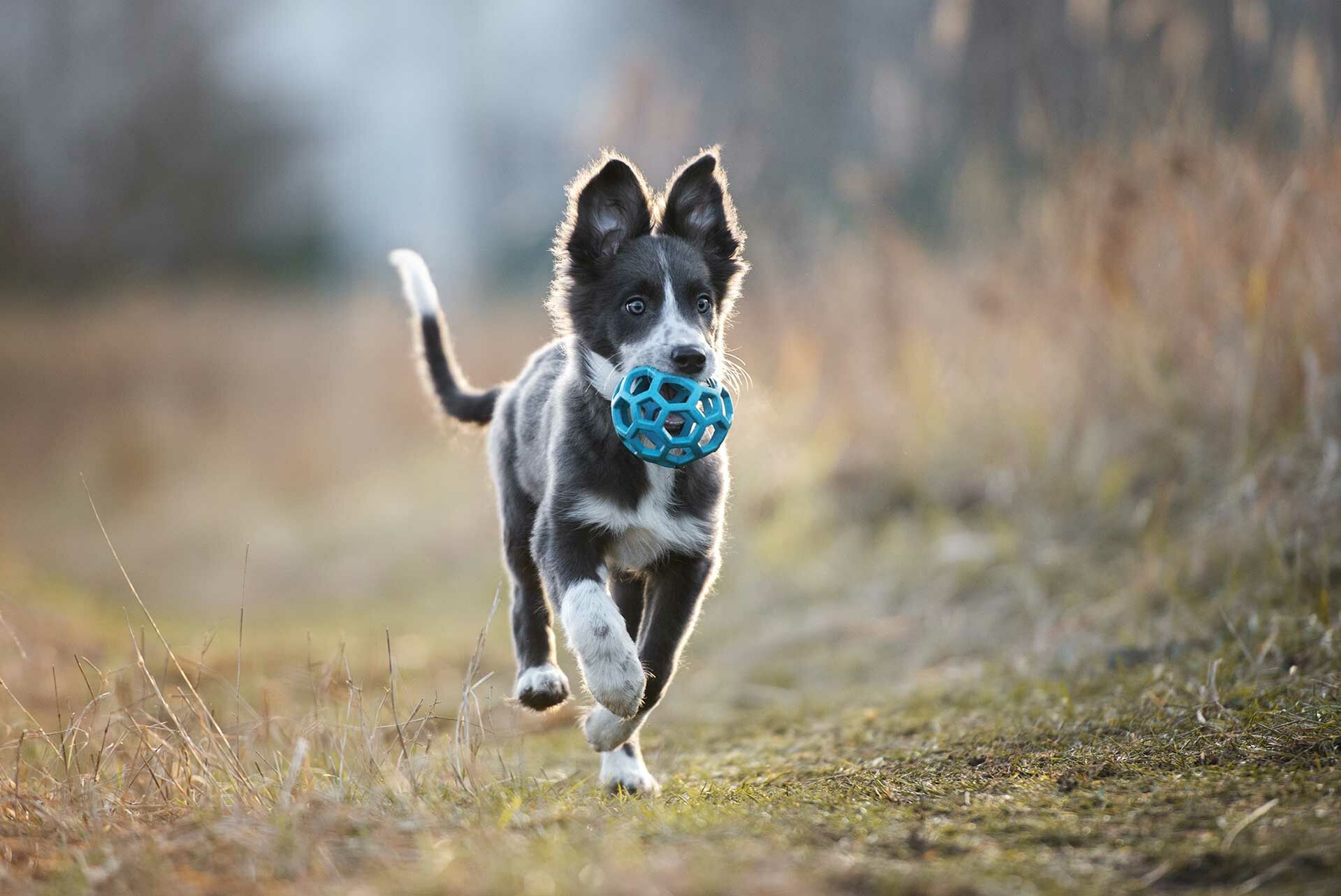 Ein Junghund läuft mit seinem Spielzeug im Maul über die Wiese.