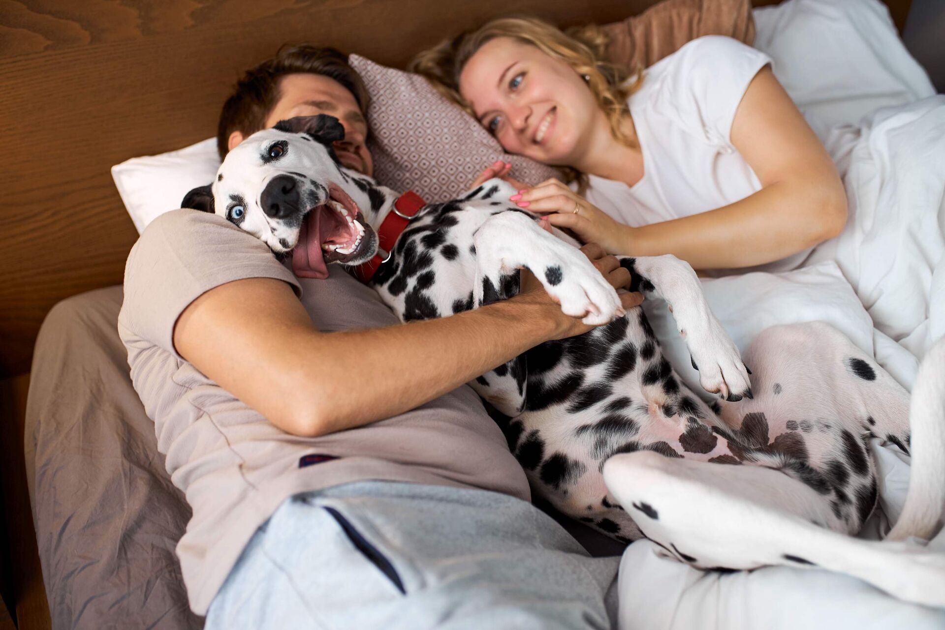 Ein Paar kuschelt mit einem Dalmatiner im Bett, welcher sich dabei sehr wohlfühlt.