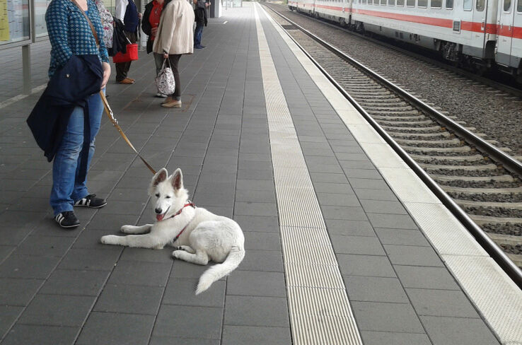Weißer Schäferhund wartet mit Halter am Bahnhof. Weißer Schäferhund geht mit Halter durch den Supermarkt.