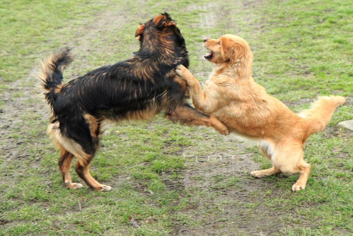 Der Hund knurrt Besucher an was Sie tun können l Rinti