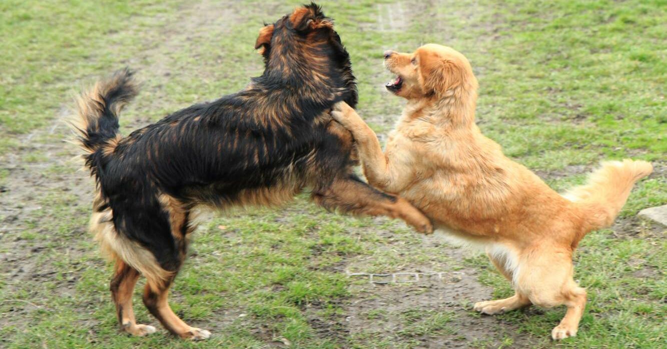 Hund ist aggressiv gegenüber anderen Hunden l Rinti