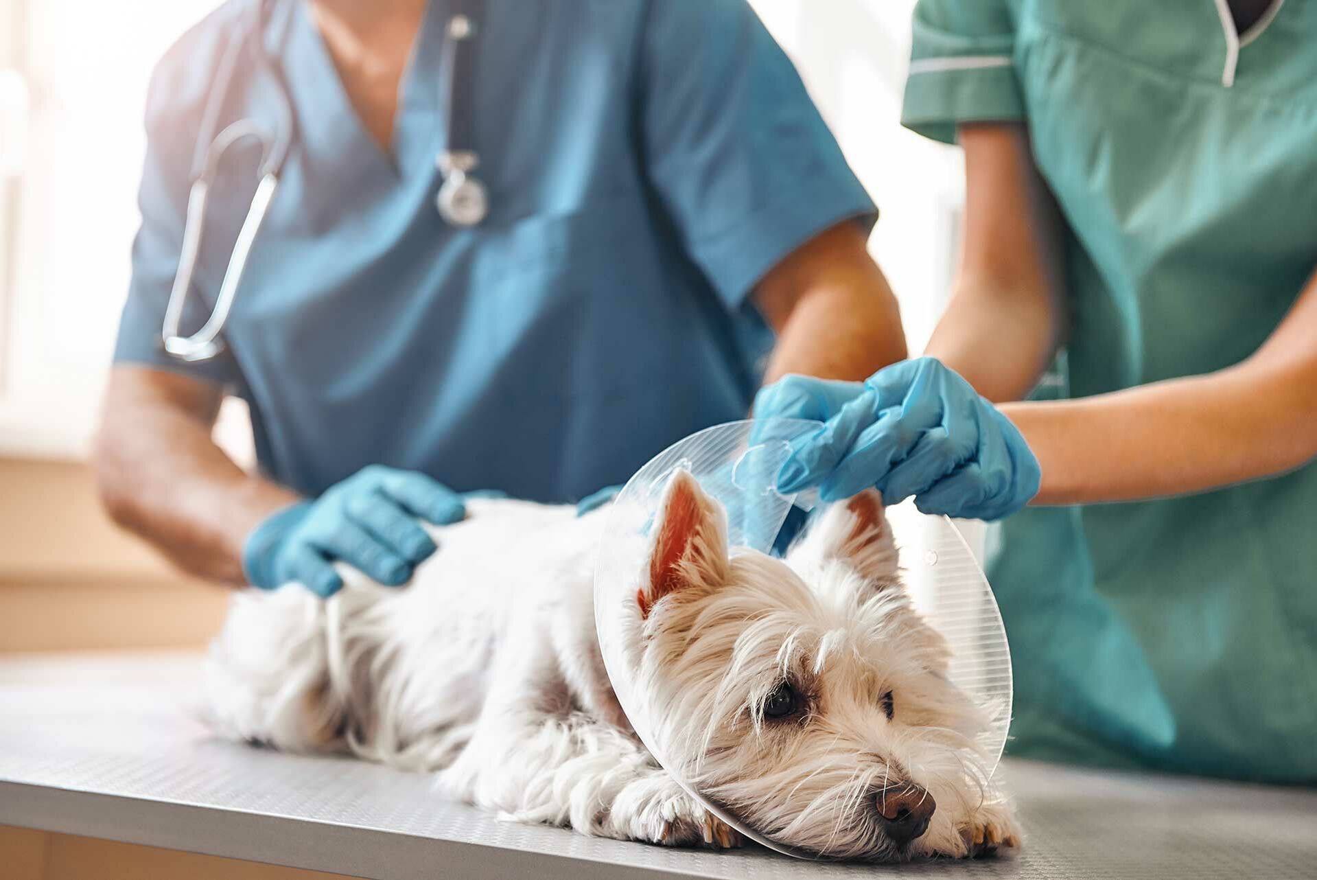 Ein Hund trägt einen Schutzkragen aus Plastik und wird von zwei Tierärzten untersucht. 