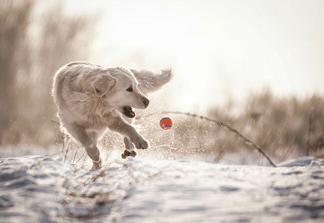 Immunsystem vom Hund stärken