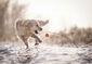 Ein Hund spielt mit einem Ball im Schnee.