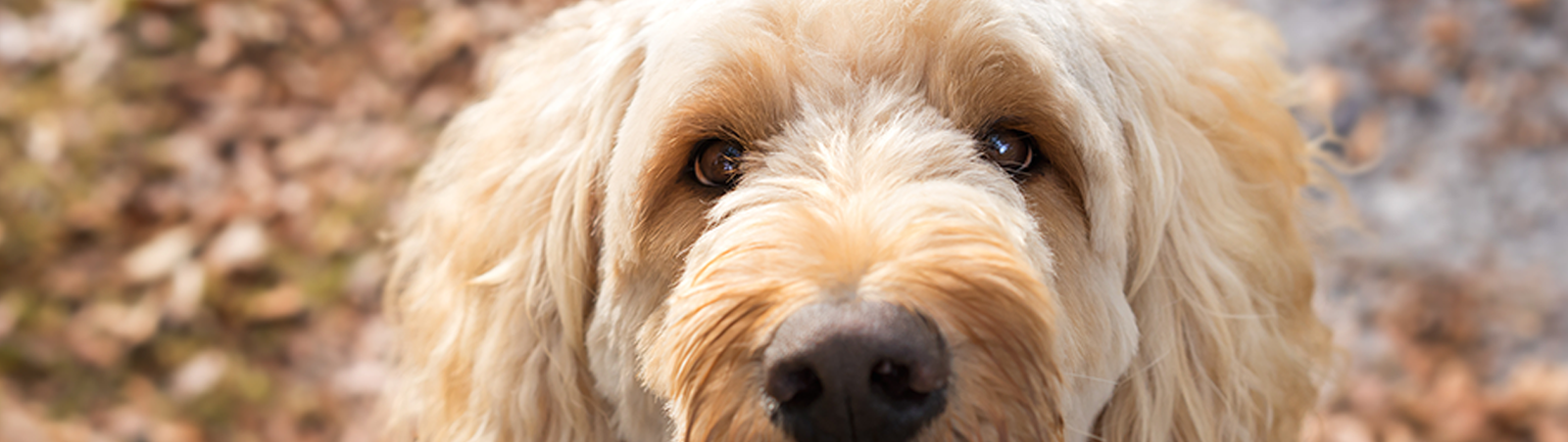 Nahaufnahme von einem Labradoodle mit geöffneter Schnauze vor einem mit Laub bedeckten Waldweg.