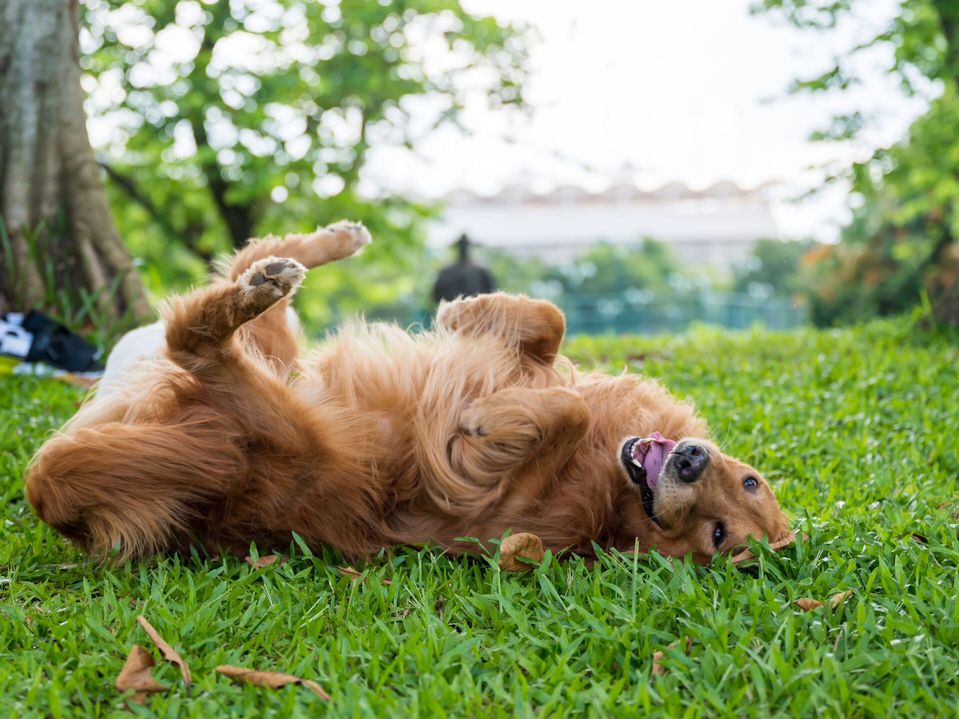 Warum sich Hunde wälzen