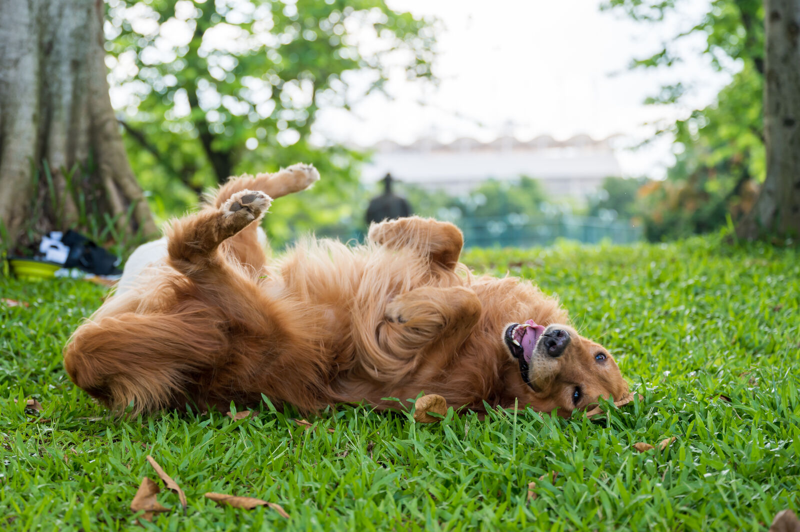 Ein Hund, der sich freudig im Gras wälzt.