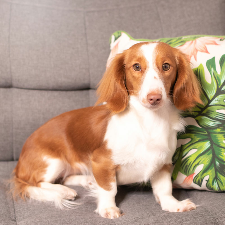 Dackelwelpe Ciri sitzt neben einem Kissen auf dem Sofa.