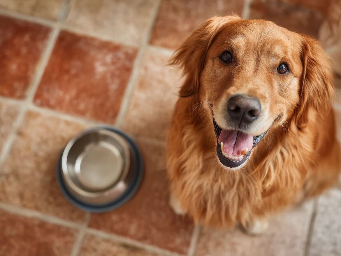 Hochwertiges Nassfutter für den Hund 
