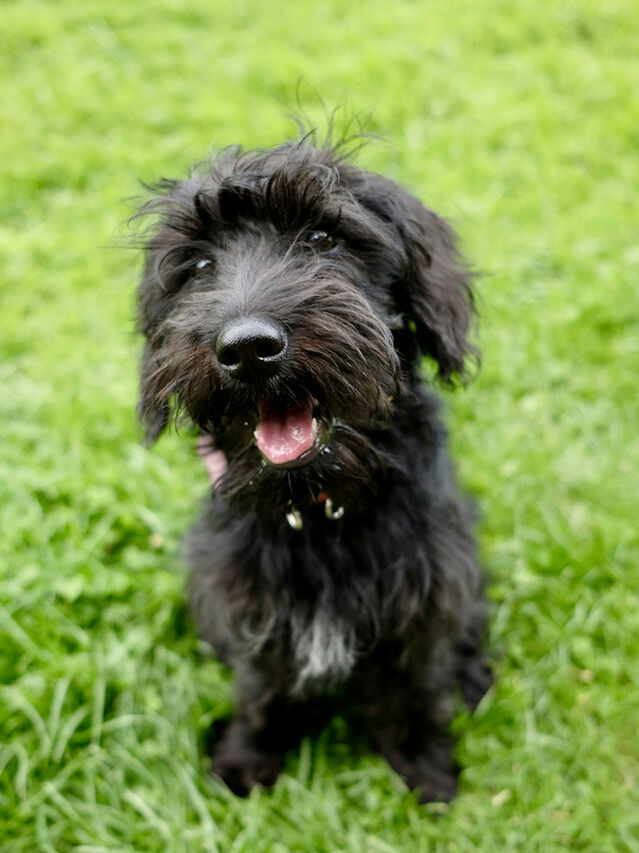 Porträt von einem Schnoodle auf einer Wiese