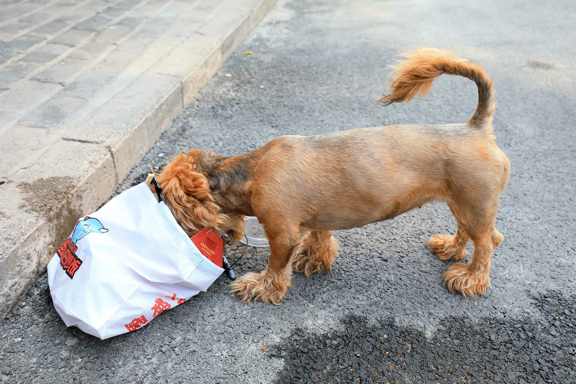 Ein Hund stöbert in einer am Boden liegenden Mülltüte.