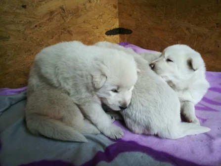 Kleine Weiße-Schäferhund-Welpen kuscheln auf einer Decke. Welpen kuscheln sich an ihre Mutter und ein kleines Kind streichelt die Hündin.