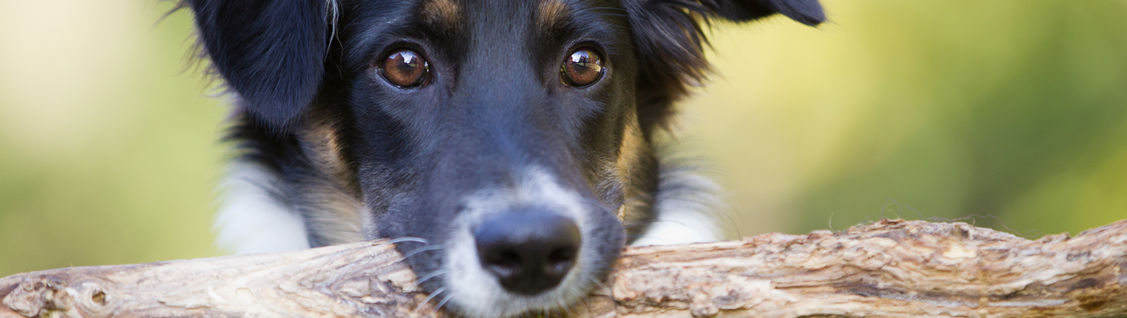 Ein Hund hält einen Stock im Maul.