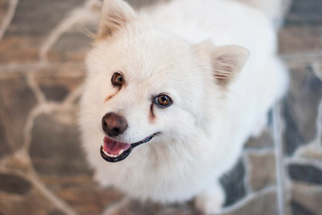 Ein Hund mit deutlichen Tränenspuren neben den Augen.