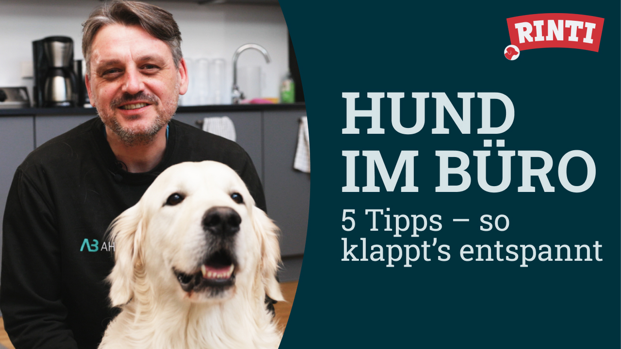 Thumbnail Erklärvideo von Rinti zum Thema Hund im Büro
