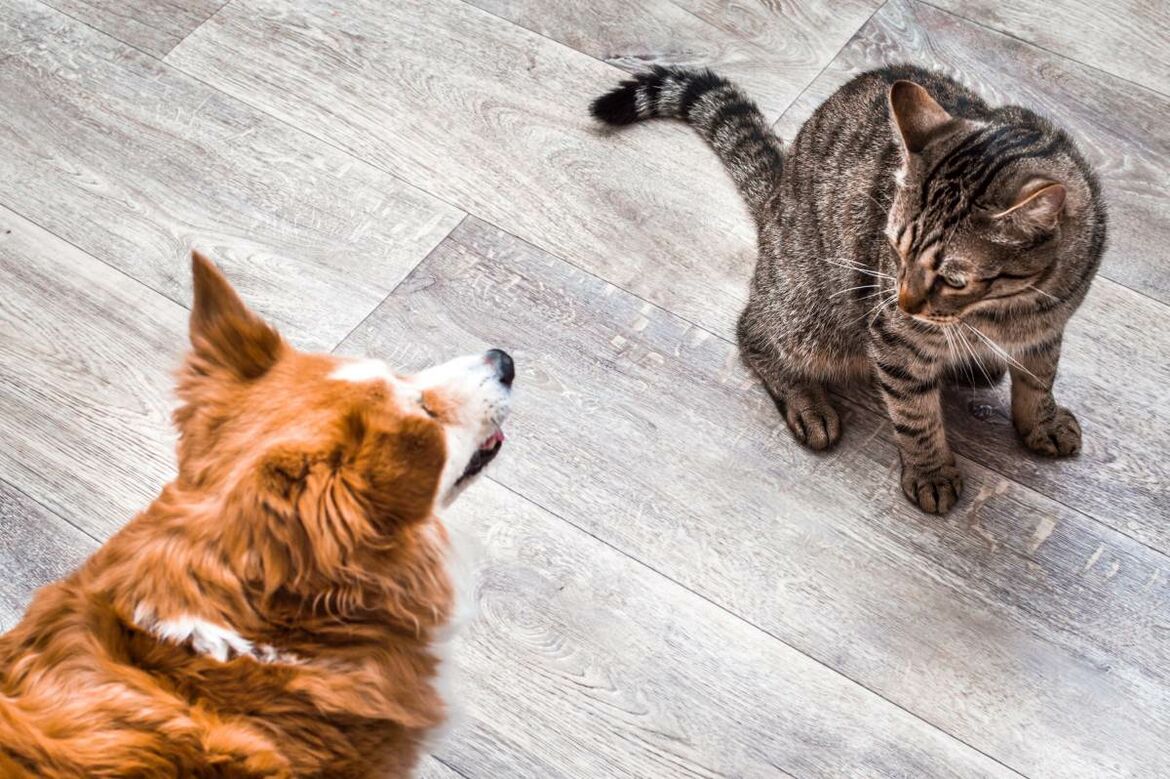 Vogelperspektive zeigt einen Hund und eine Katze, die sich gegenüber sitzen.