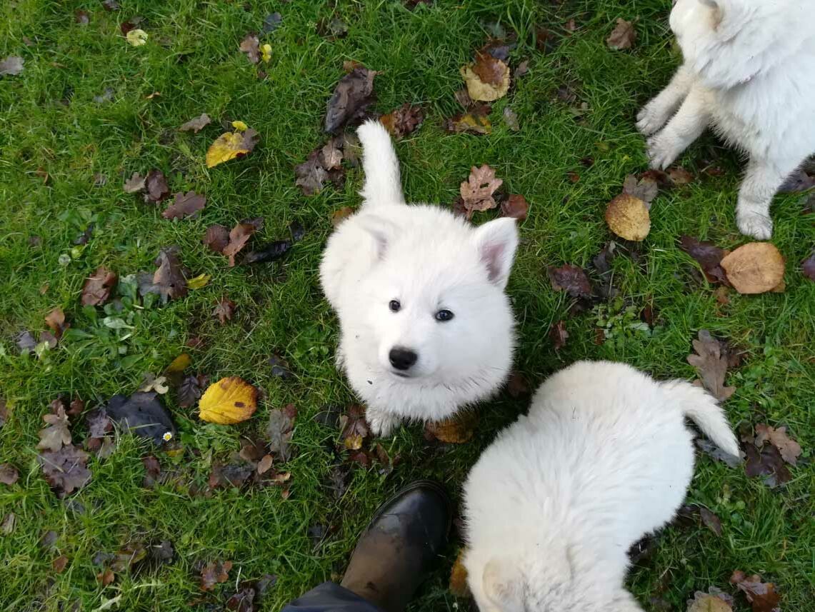 Weiße-Schäferhund-Welpen spielen draußen auf dem Rasen.