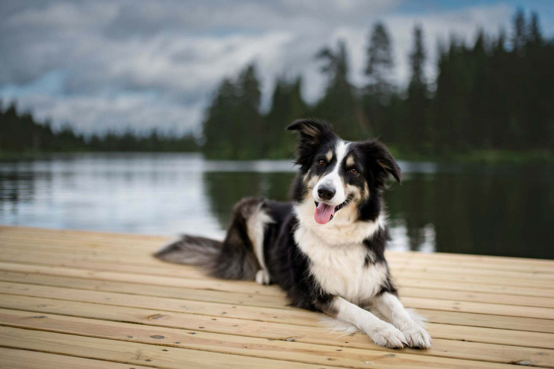 Border Collie liegt auf einem Steg am Wasser.