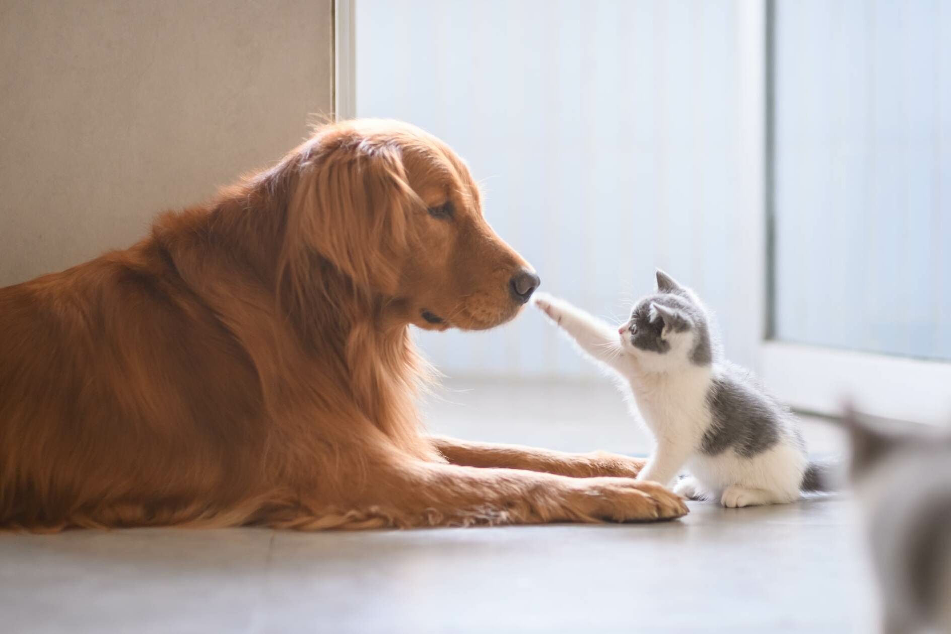 Hund und Jungkatze liegen beisammen und die Jungkatze streckt vorsichtig ihre Pfote in Richtung Hundenase.