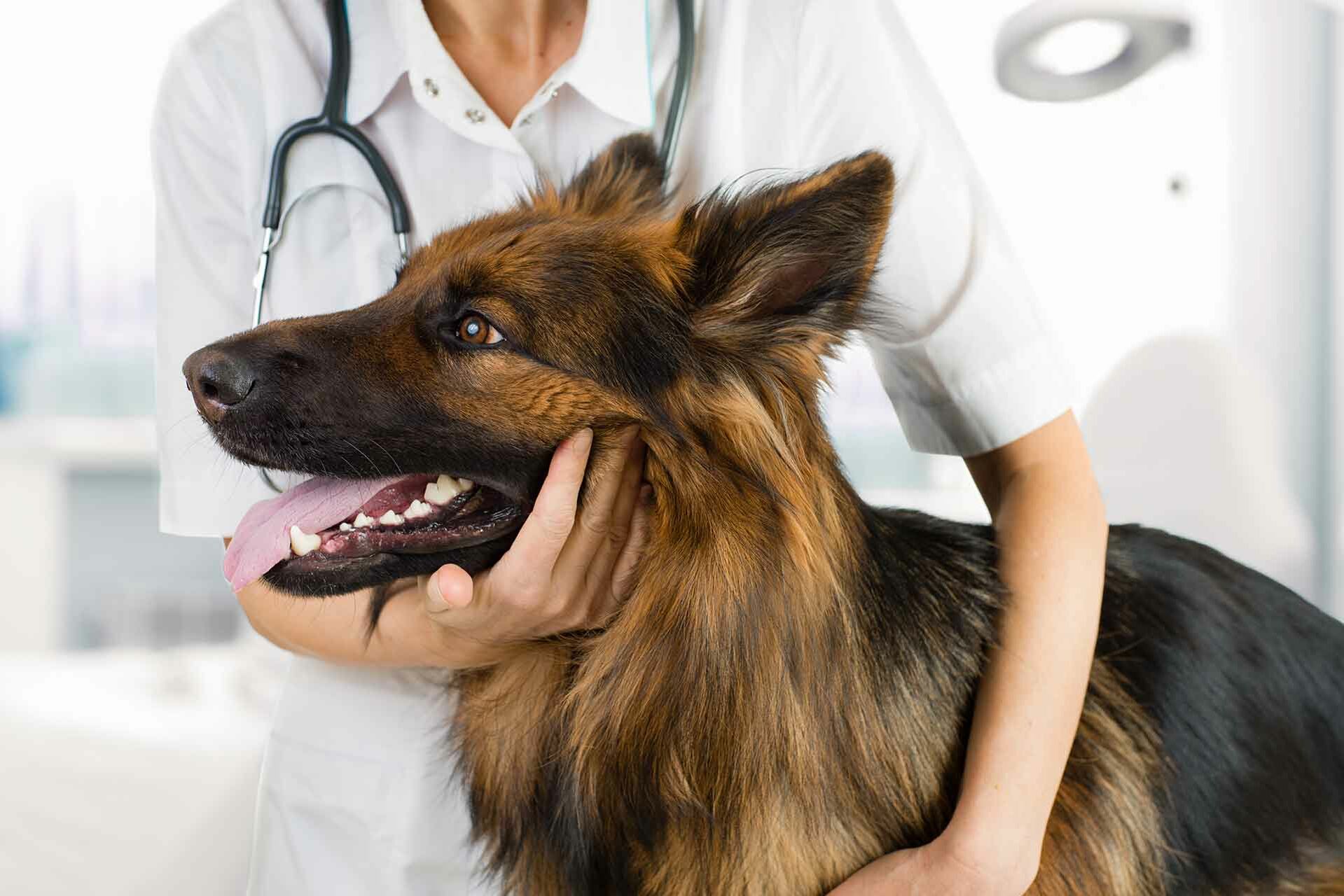 Eine Tierärztin hält einen Schäferhund in einer Tierklinik. 