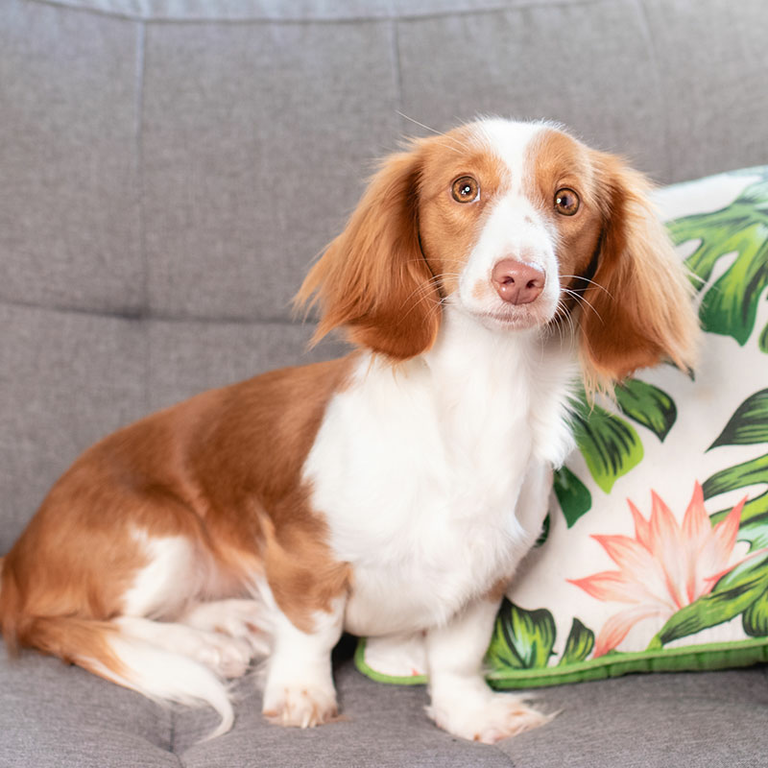 Dackelwelpe Ciri sitzt neben einem Kissen auf dem Sofa.