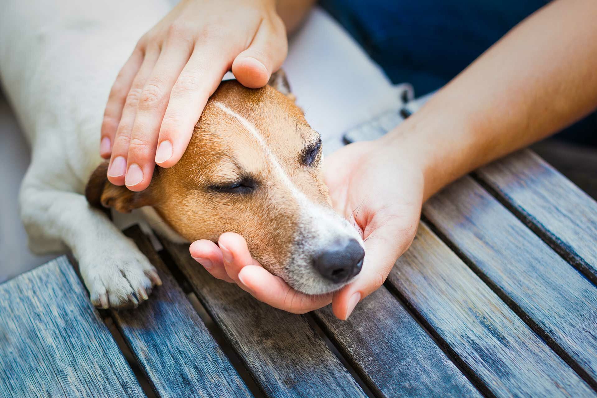 Ein Hundehalter streichelt seinen Hund.