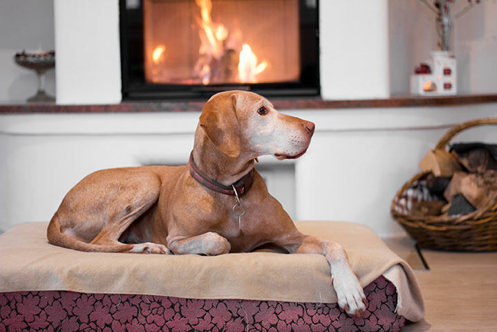 Ein Hund ruht sich vor dem Kamin aus.