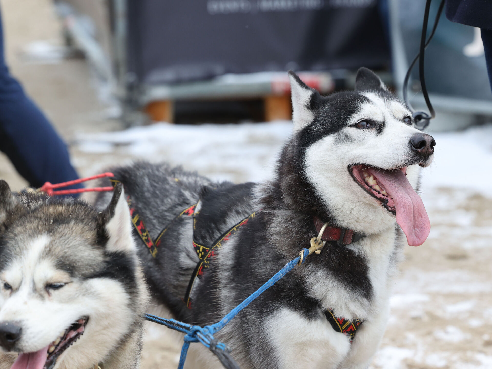 Rasseporträt: Husky