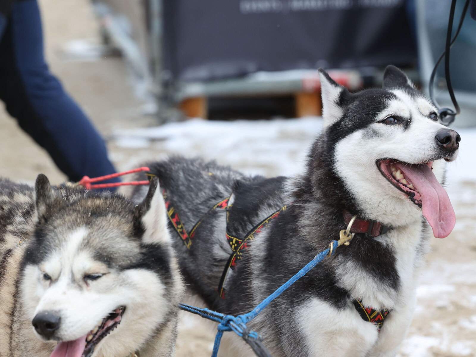 Zwei Huskys hecheln stark beim Schlittenhunderennen Baltic Lights.