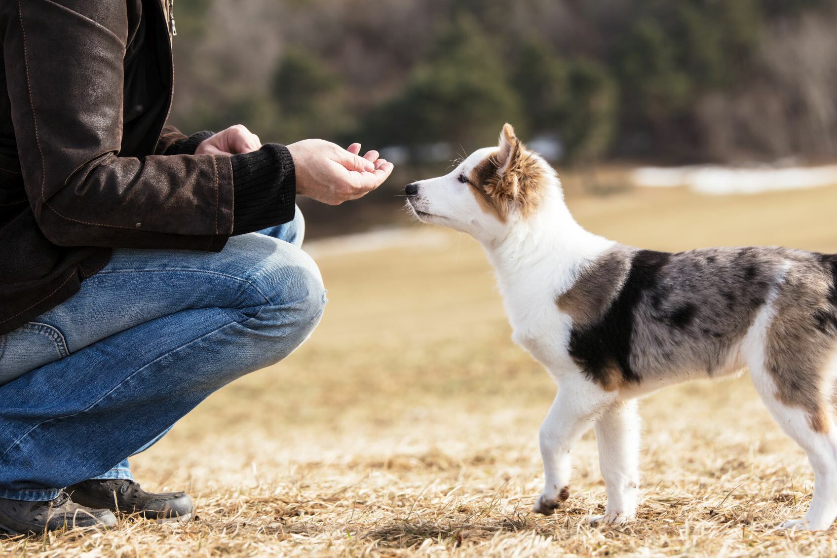 Hundeerziehung ohne Leckerli – und mit