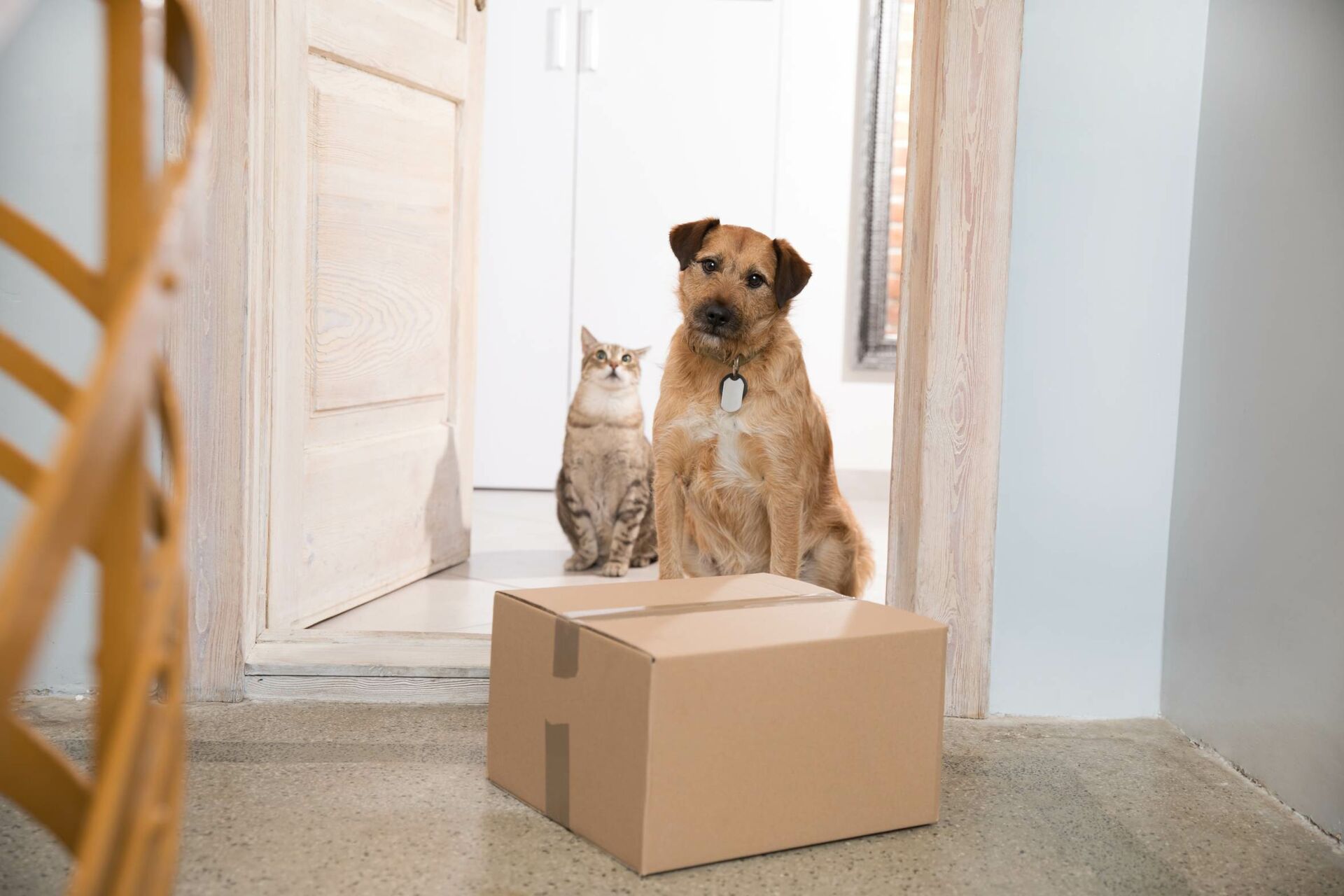 Hund und Katze sitzen in geöffneter Haustür vor einem gelieferten Paket.