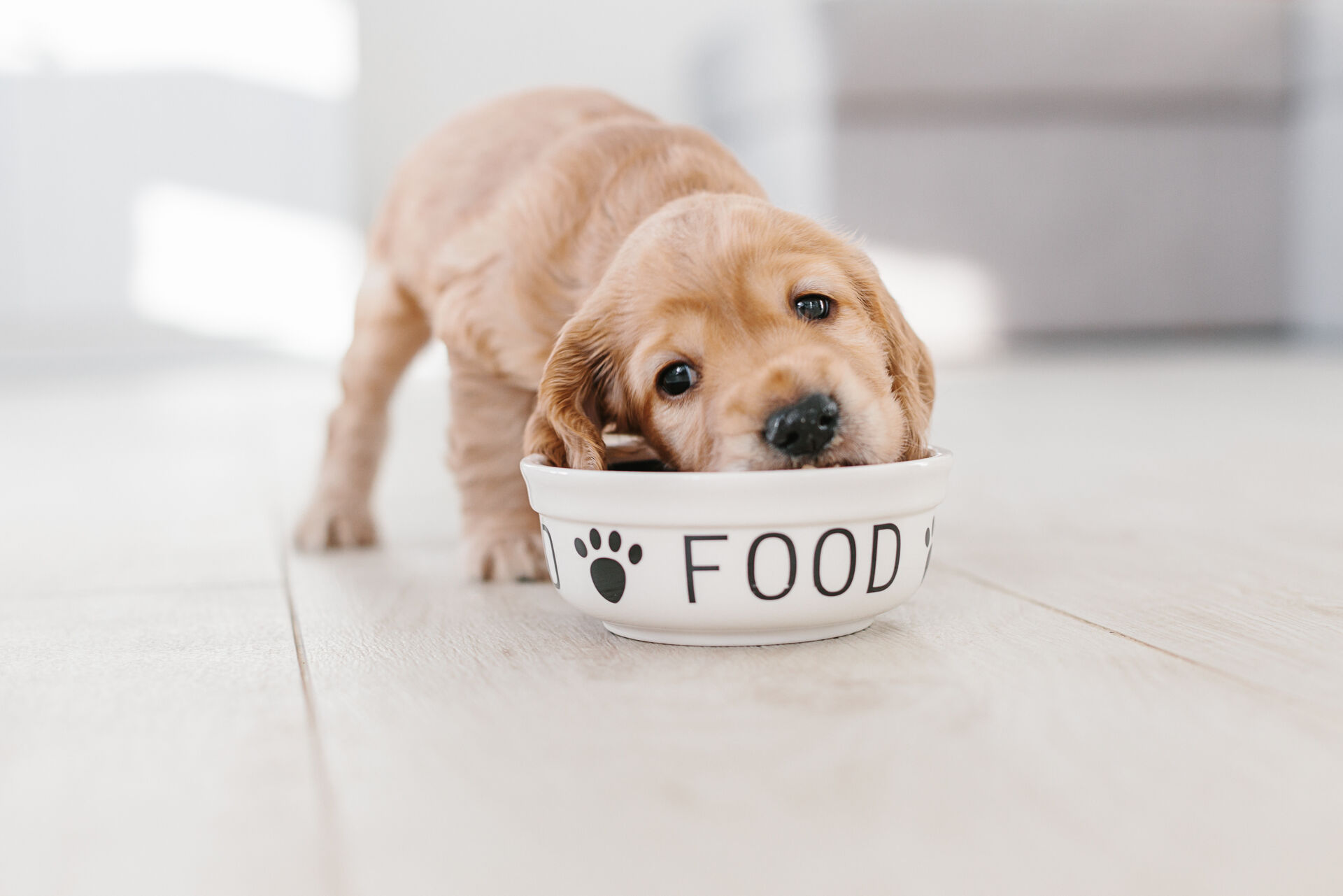 Ein Welpe frisst sein Futter aus einem großen Napf.