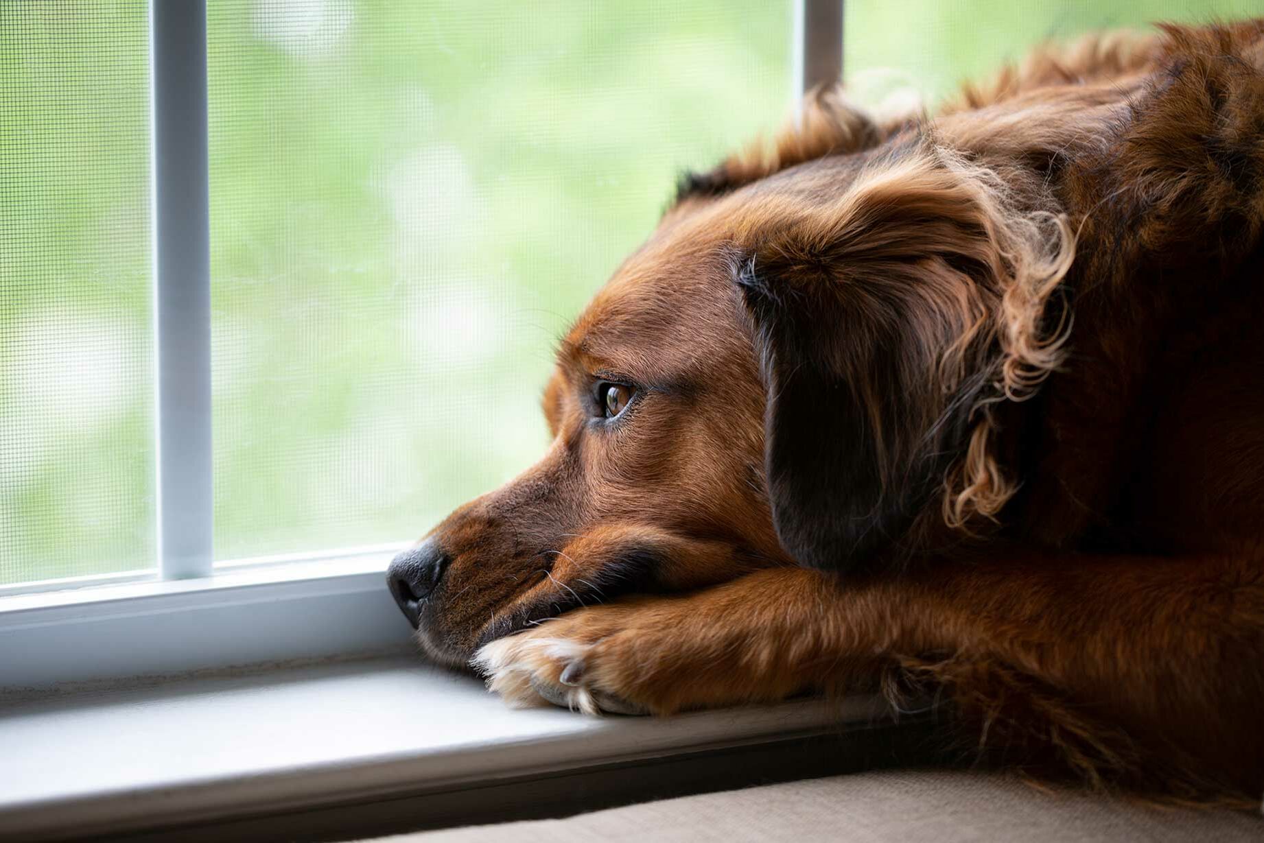 Hund ist eifersüchtig auf Partner